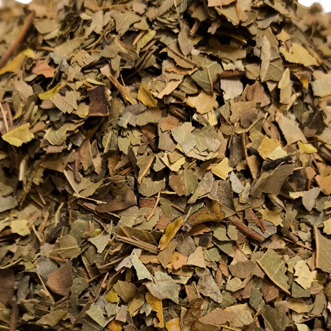 HOJAS DE GUAYABA - hipoglucemiante y antidiarreíca - Imagen 3